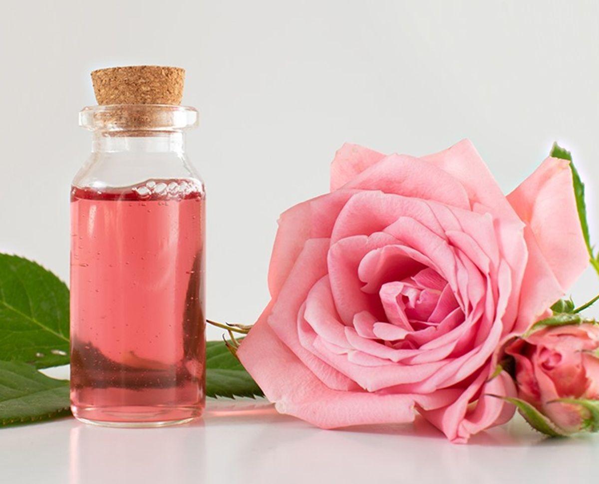 Tế bào gốc hoa hồng Damask – “Chìa khóa” trẻ hóa tuổi sinh học