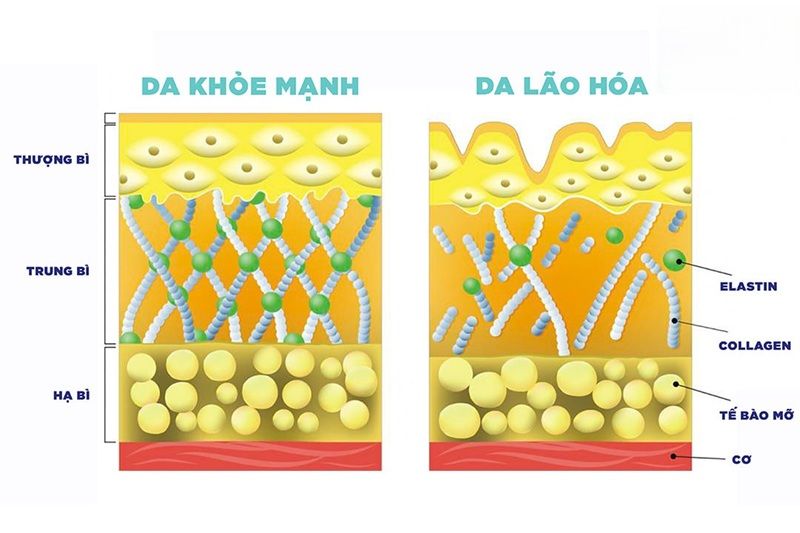 Sự suy giảm của Collagen theo độ tuổi