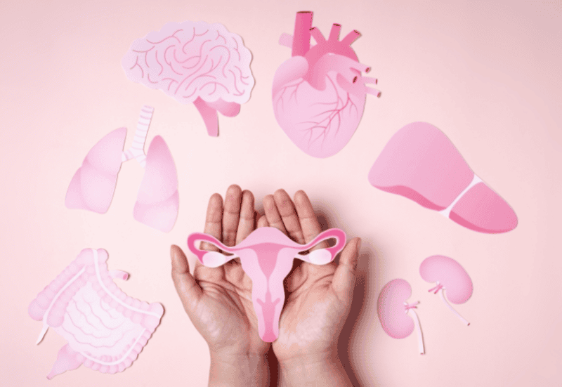 Vai trò của nội tiết tố nữ