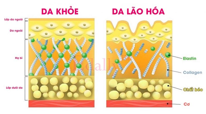 Collagen là gì?