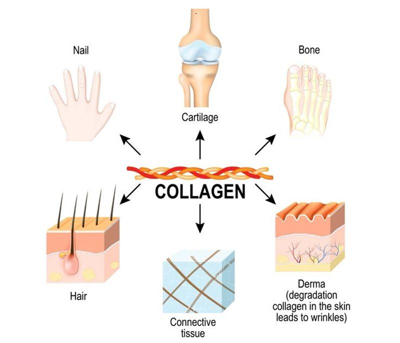 Collagen có mặt ở khắp nơi trong cơ thể như da, xương, cơ, gân, dây chằng và cả thành mạch máu