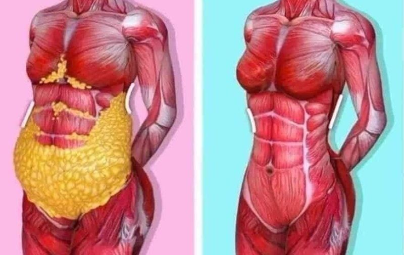Cấu tạo vùng mỡ ở bụng