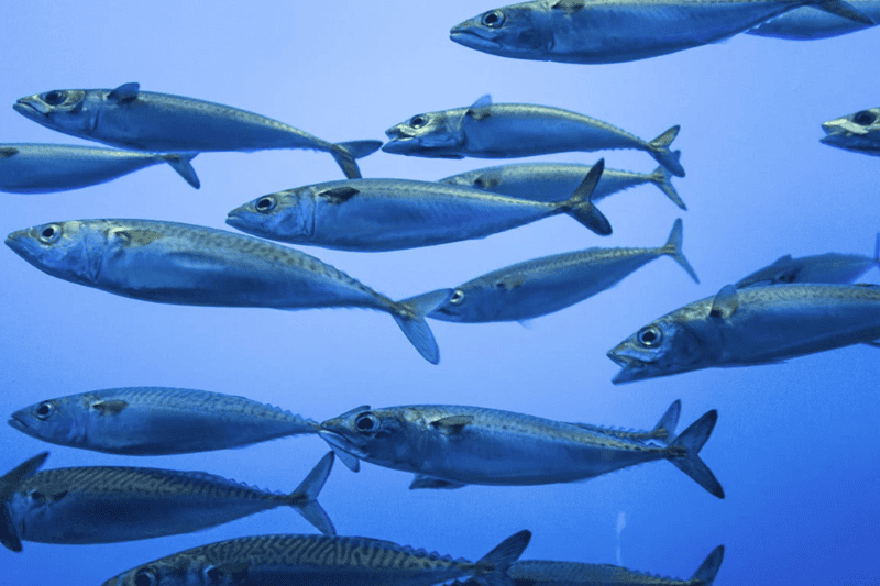 fish collagen peptide mang lại nhiều lợi ích vượt trội nhờ khả năng hấp thu nhanh và nguồn gốc tự nhiên từ biển