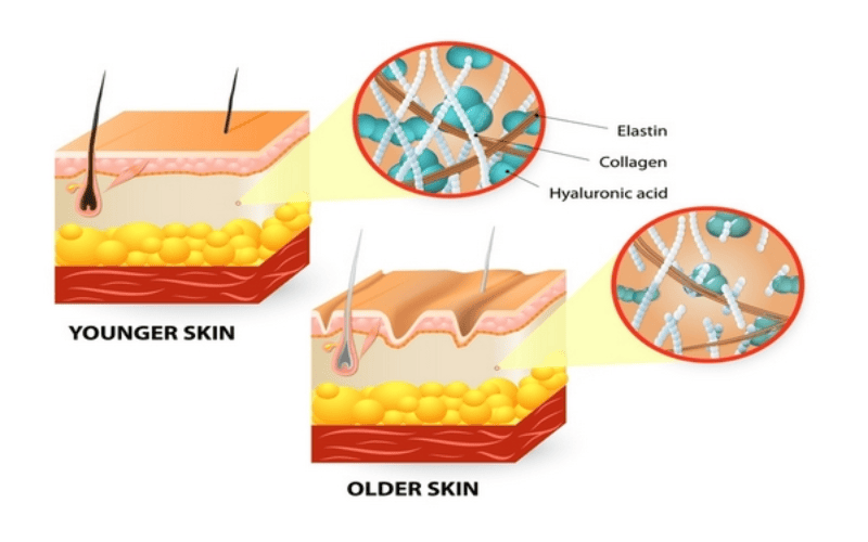 elastin cũng là một loại protein quan trọng, dù chiếm tỷ lệ nhỏ hơn nhưng lại có khả năng đàn hồi vượt trội