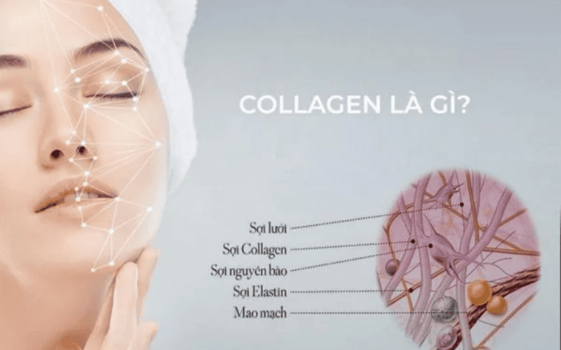 collagen và elastin có vai trò gì trong da