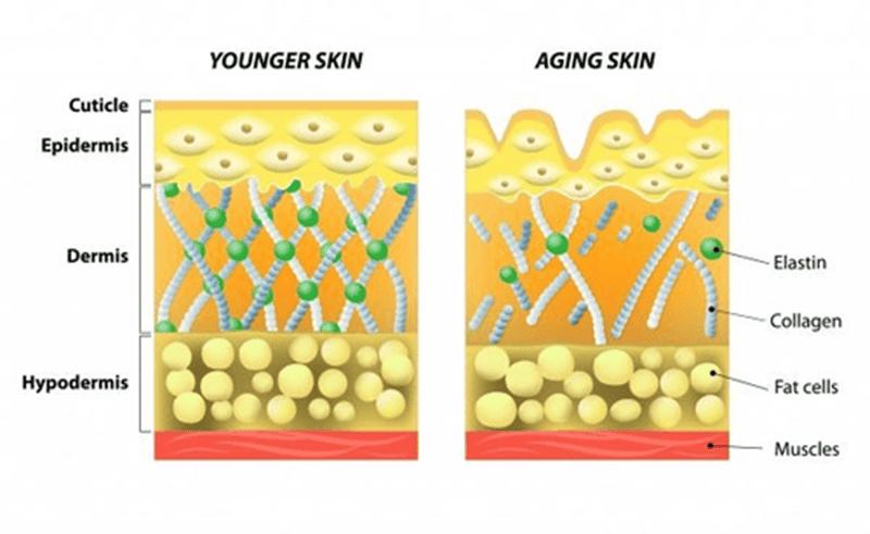 Tìm hiểu về collagen