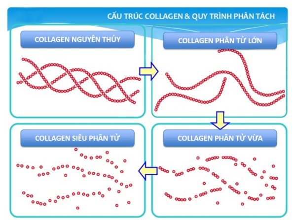 Collagen peptide 