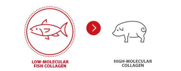 collagen từ heo và collagen từ cá