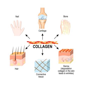 Tác dụng của collagen