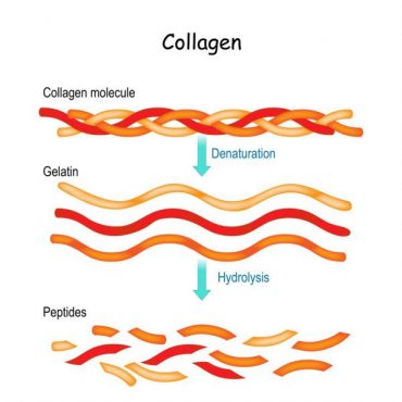 Collagen Peptide 2