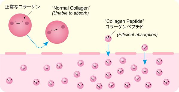Collagen Peptide - Collagen thủy phân