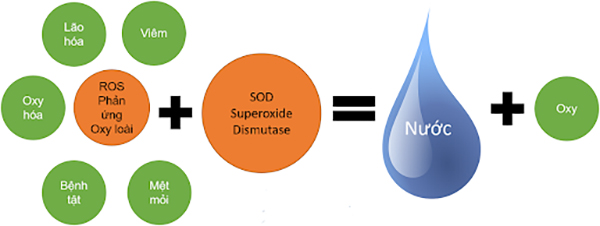 Enzyme SOD là gì? Tìm hiểu vai trò và lợi ích của Enzyme SOD